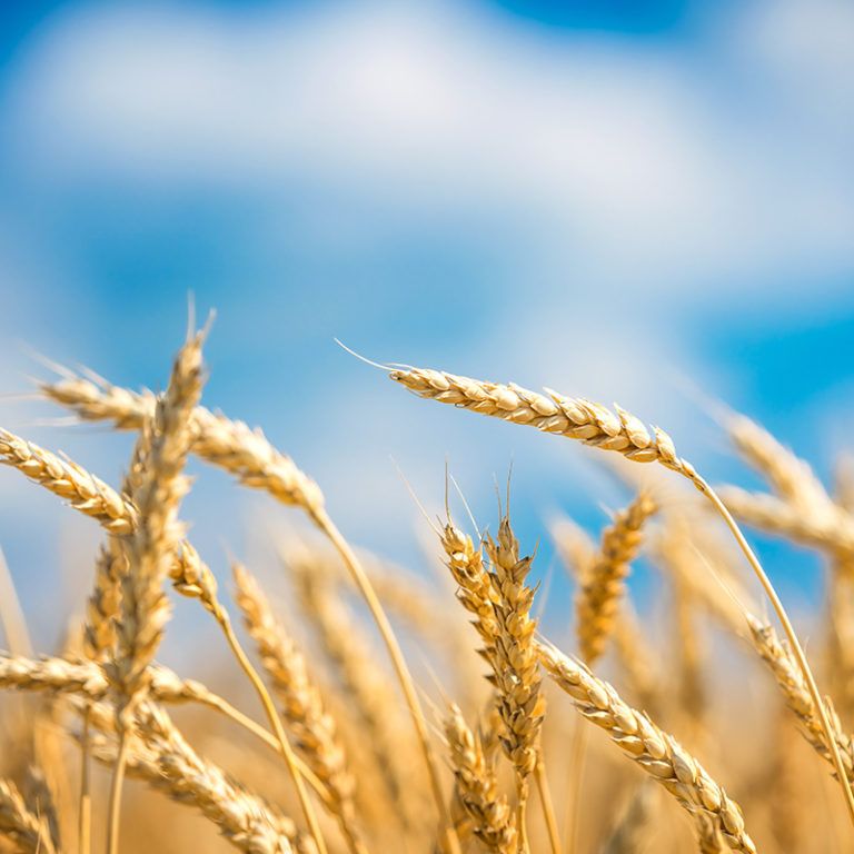 bigstock-Close-up-of-wheat-ears-Golden-304691050