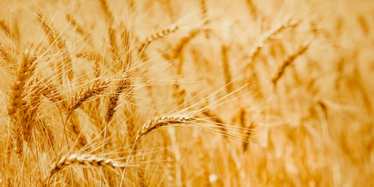 bigstock-Ripe-Wheat-Ears-In-A-Field-Wh-282485515