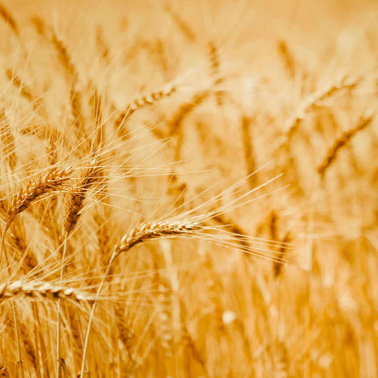 bigstock-Ripe-Wheat-Ears-In-A-Field-Wh-282485515
