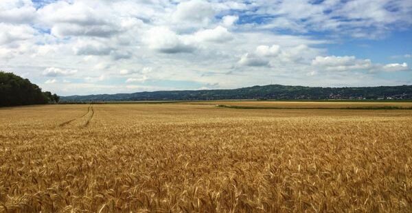 wheat field and sky